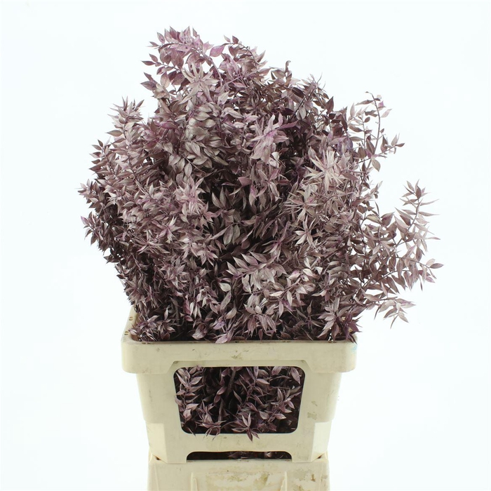 Pres Ruscus Metallic Pink (5 Stems P Bunch)