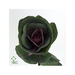 Brassica red crane