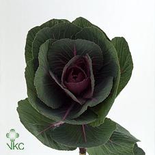 <h4>Brassica red crane</h4>