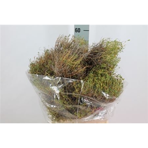 Euphorbia Spinoza Middel 300 Gram