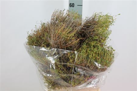 Euphorbia Spinoza Middel 400 Gram