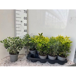 EUONYMUS JAP GEM