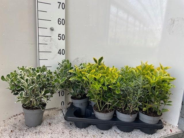 <h4>EUONYMUS JAP GEM</h4>