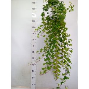 Hedera helix 'Pittsburgh'