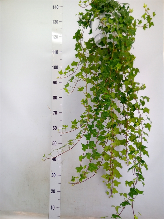 <h4>Hedera helix 'Pittsburgh'</h4>