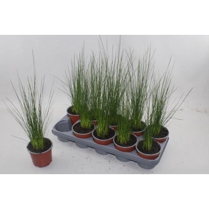 JUNCUS PENC GRASS