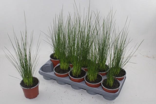 <h4>JUNCUS PENC GRASS</h4>