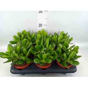 Crassula  'Magical Tree'