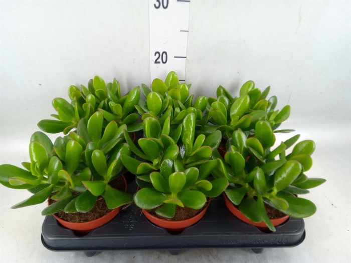 <h4>Crassula 'Magical Tree'</h4>