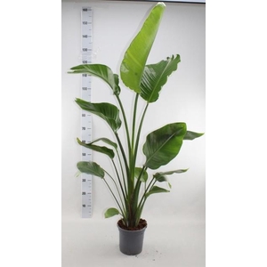 STRELITZIA NICOLAI