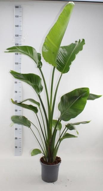 <h4>STRELITZIA NICOLAI</h4>