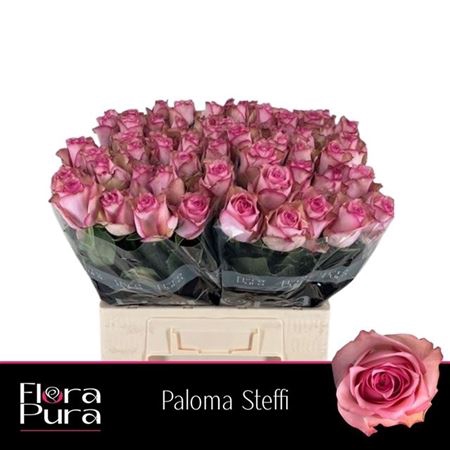 <h4>Rosa a grande fleur Paloma Steffi</h4>