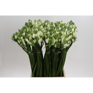 Ornithogalum Pilar