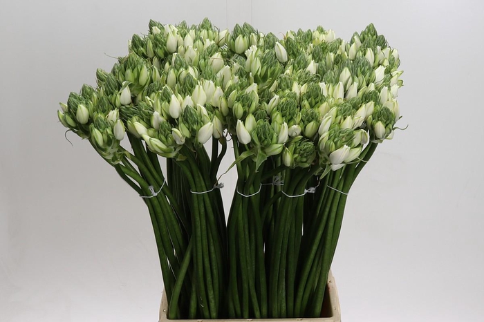 <h4>Ornithogalum Pilar</h4>
