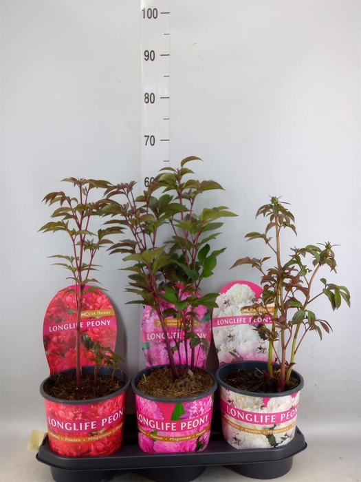 <h4>Paeonia   ...mix</h4>