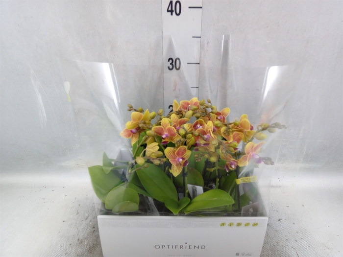 <h4>Phalaenopsis multi.   ...orange</h4>