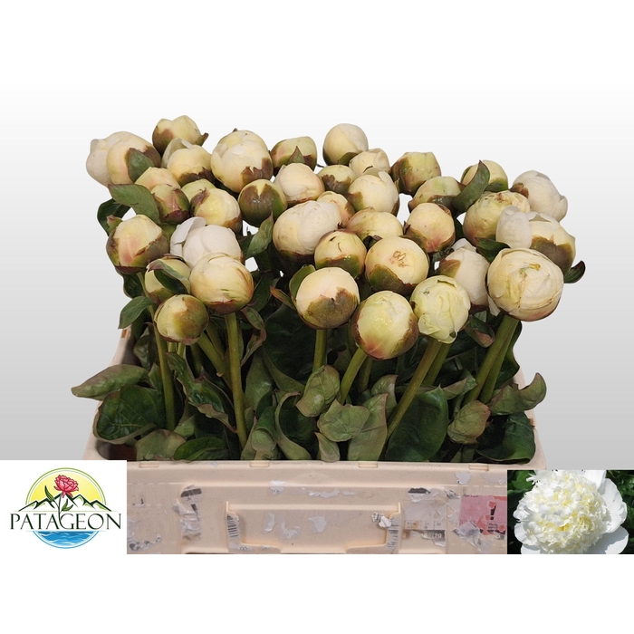 <h4>PAEO L BRIDAL SHOWER</h4>