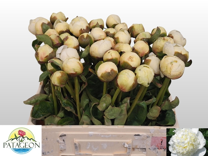 <h4>PAEO L BRIDAL SHOWER</h4>