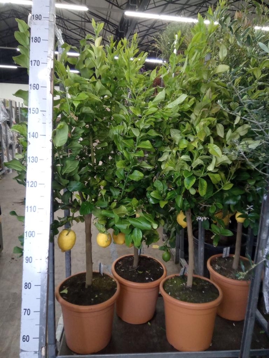 <h4>Citrus   ...</h4>