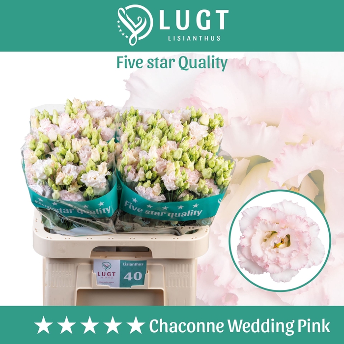 <h4>EUSTOMA RUSS. DU 'CHACONNE WED PIN'</h4>