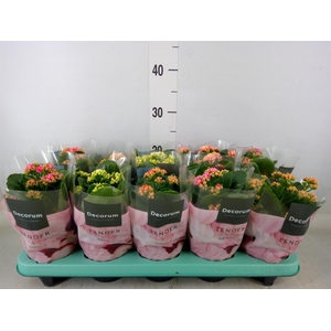 Kalanchoe blos. 'Serenity'   ...mix