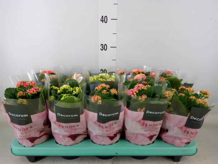 <h4>Kalanchoe blos. 'Serenity'   ...mix</h4>