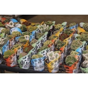CACTUS CRISTATA VARIADO P09