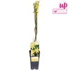 Jasminum nudiflorum P15 - Upclimbers