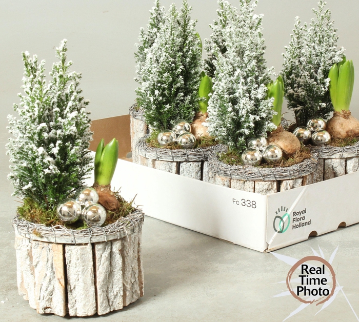 <h4>ARR TUINPLANTEN</h4>