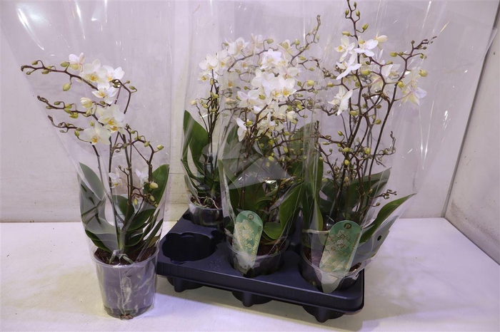 <h4>arr8 Phal Mf F Soft Cloud</h4>