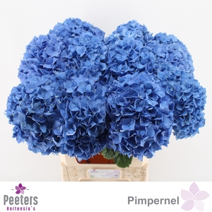 HYDR M CH PIMPERNEL