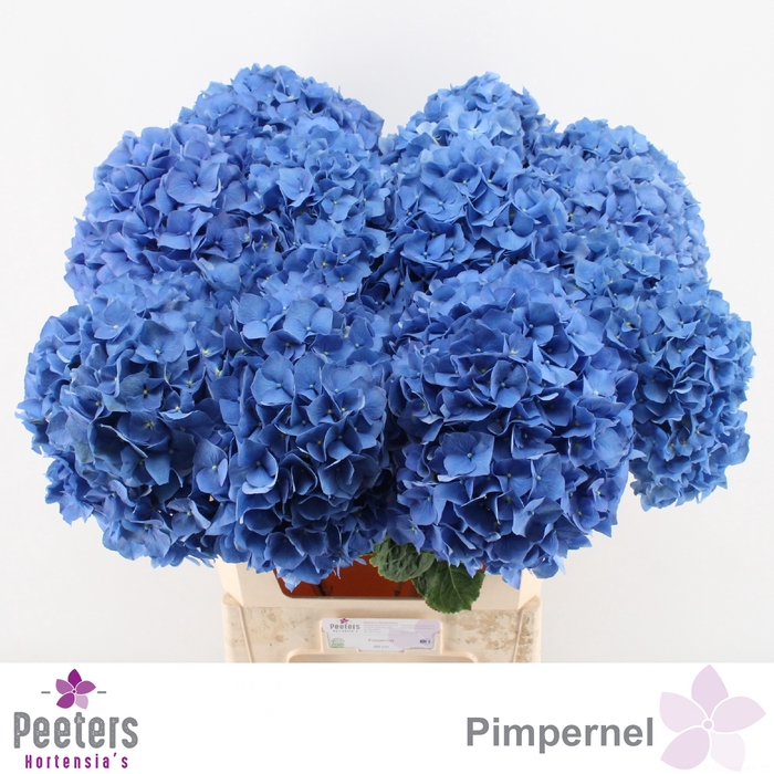 <h4>HYDR M CH PIMPERNEL</h4>