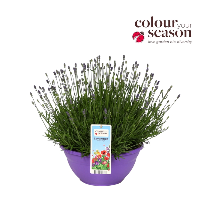 <h4>Lavandula Essence Purple P30</h4>