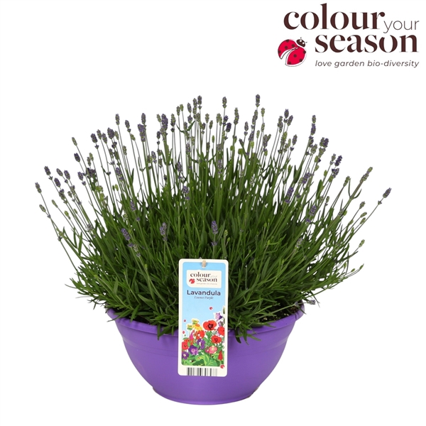 Lavandula Essence Purple P30
