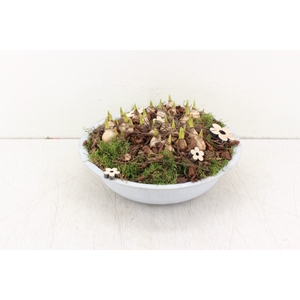 arr.. Muscari PL - Zink schaal 29cm
