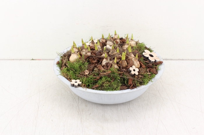 arr.. Muscari PL - Zink schaal 29cm
