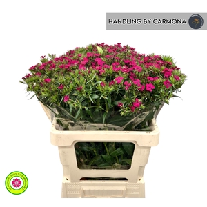 DI BARB AM NEON CHER