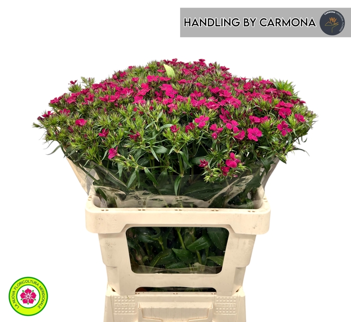 <h4>DI BARB AM NEON CHER</h4>