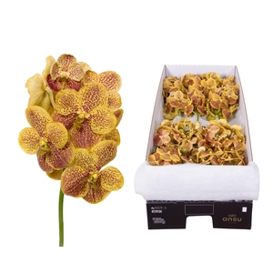 Vanda 16 tak Banana Spots