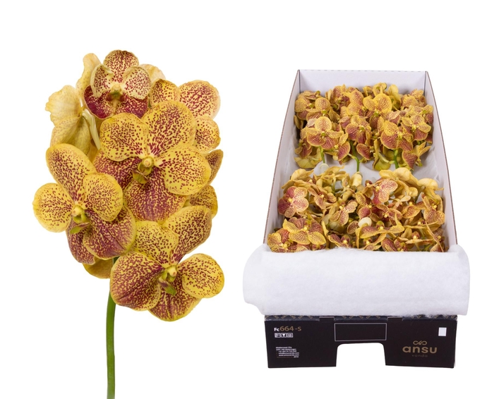 <h4>Vanda 16 tak Banana Spots</h4>