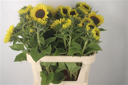 <h4>Helianthus Sunrich Limoncello</h4>