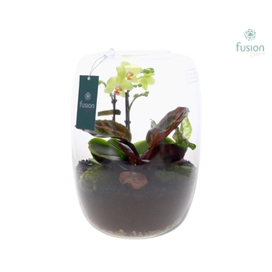 Green Bottle Isabella XLarge met Phalaenopsis arrangement