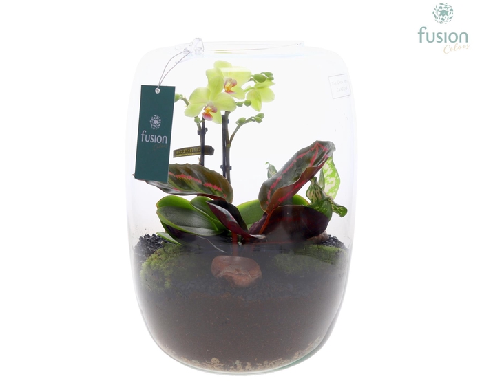 <h4>Green Bottle Isabella XLarge met Phalaenopsis arrangement</h4>