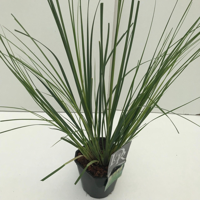 <h4>Cortaderia selloana</h4>