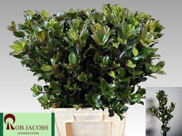 <h4>Ilex (blad) x meserveae 'Blue Prince'</h4>