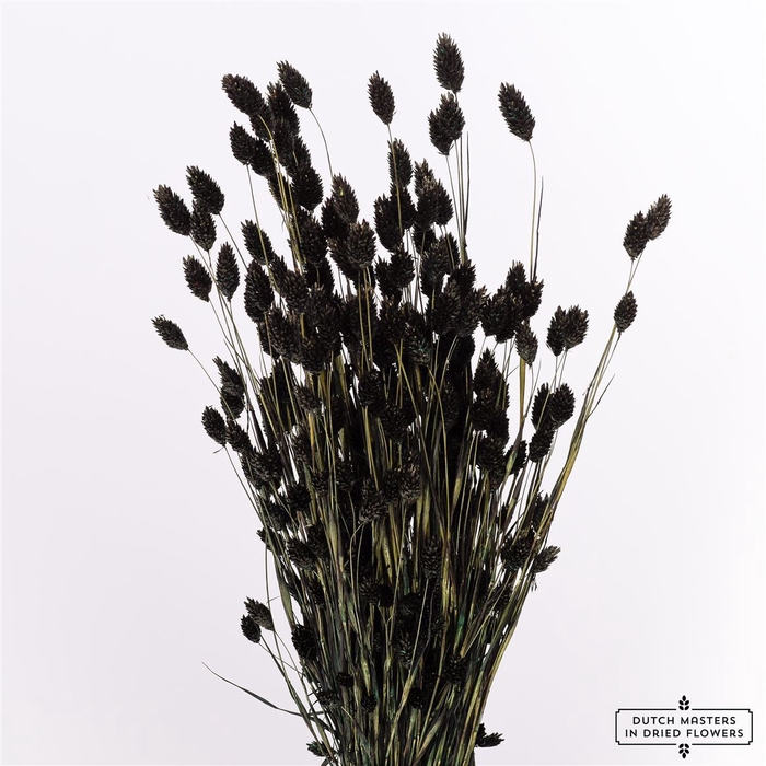 <h4>Dried Phalaris X5 Black Bunch</h4>