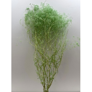 GESTABILISEERD GYPS MILLION STAR MINTGROEN