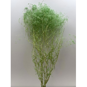 GESTABILISEERD GYPS MILLION STAR MINTGROEN