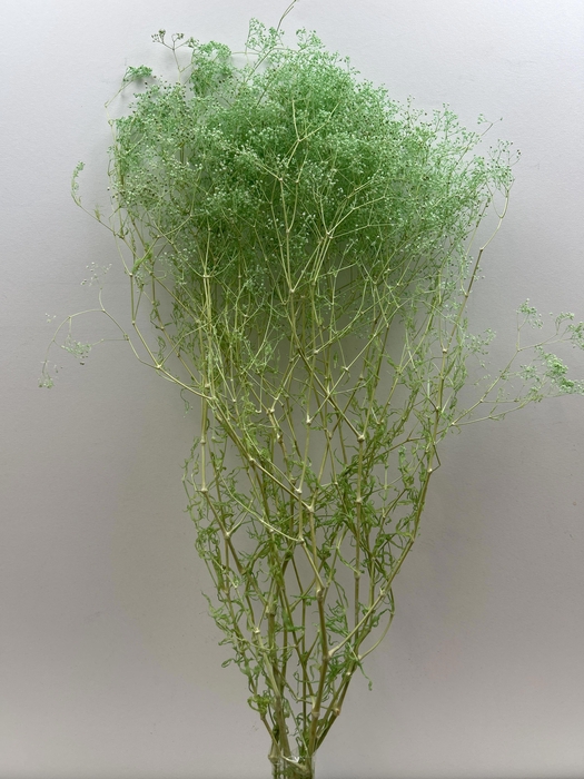 <h4>GESTABILISEERD GYPS MILLION STAR MINTGROEN</h4>