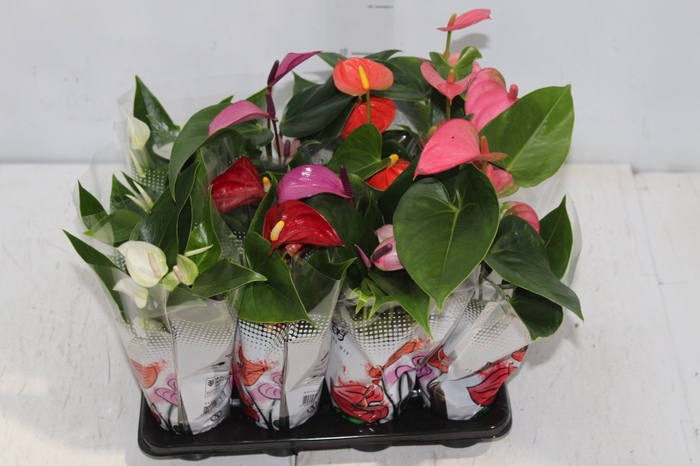 <h4>ANTHURIUM VARIADO P06</h4>